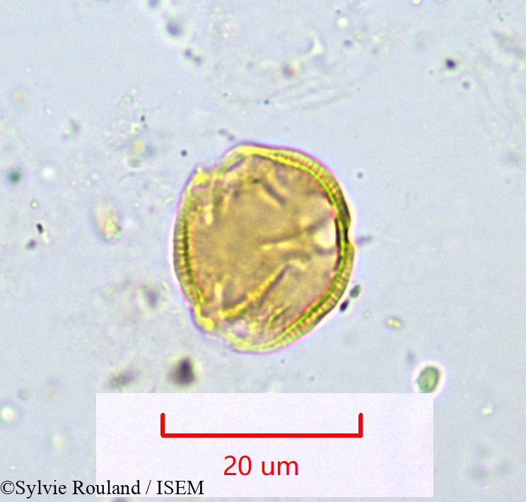 Sylvie.Rouland/Simirestis_sp_1100/Simirestis_sp_1100_0004(copy).jpg