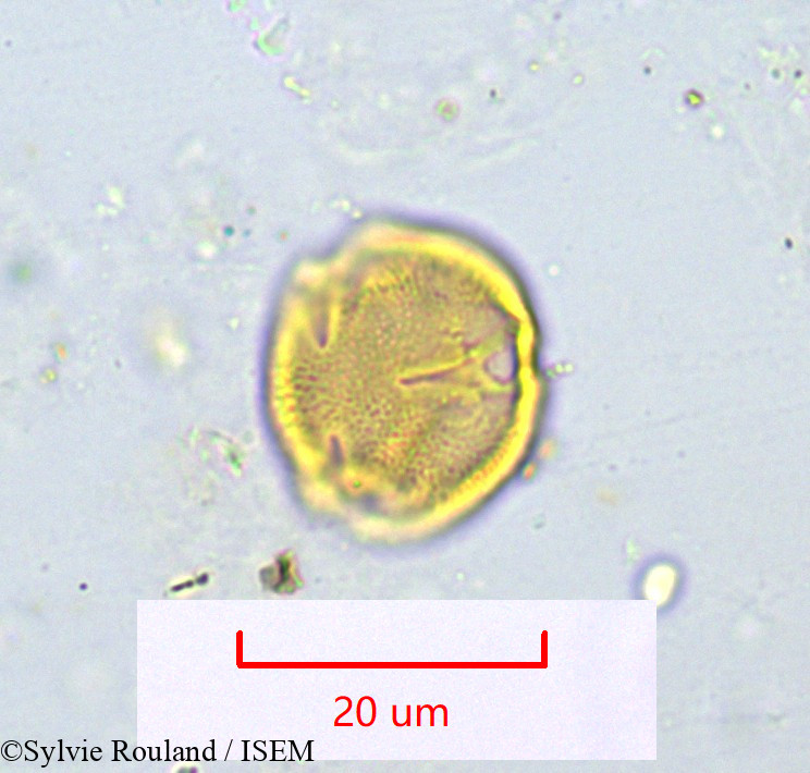 Sylvie.Rouland/Simirestis_sp_1100/Simirestis_sp_1100_0005(copy).jpg