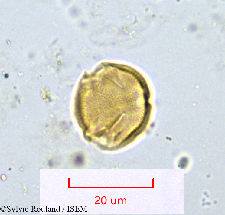 Sylvie.Rouland/Simirestis_sp_1100/Simirestis_sp_1100_0006(copy).jpg