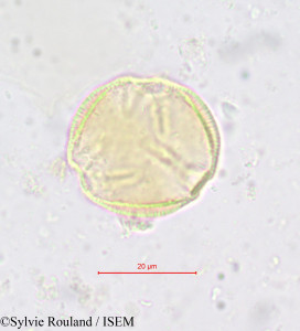 Sylvie.Rouland/Simirestis_tisserantii_618/Simirestis_tisserantii_618_0001(copy)_thumb.jpg