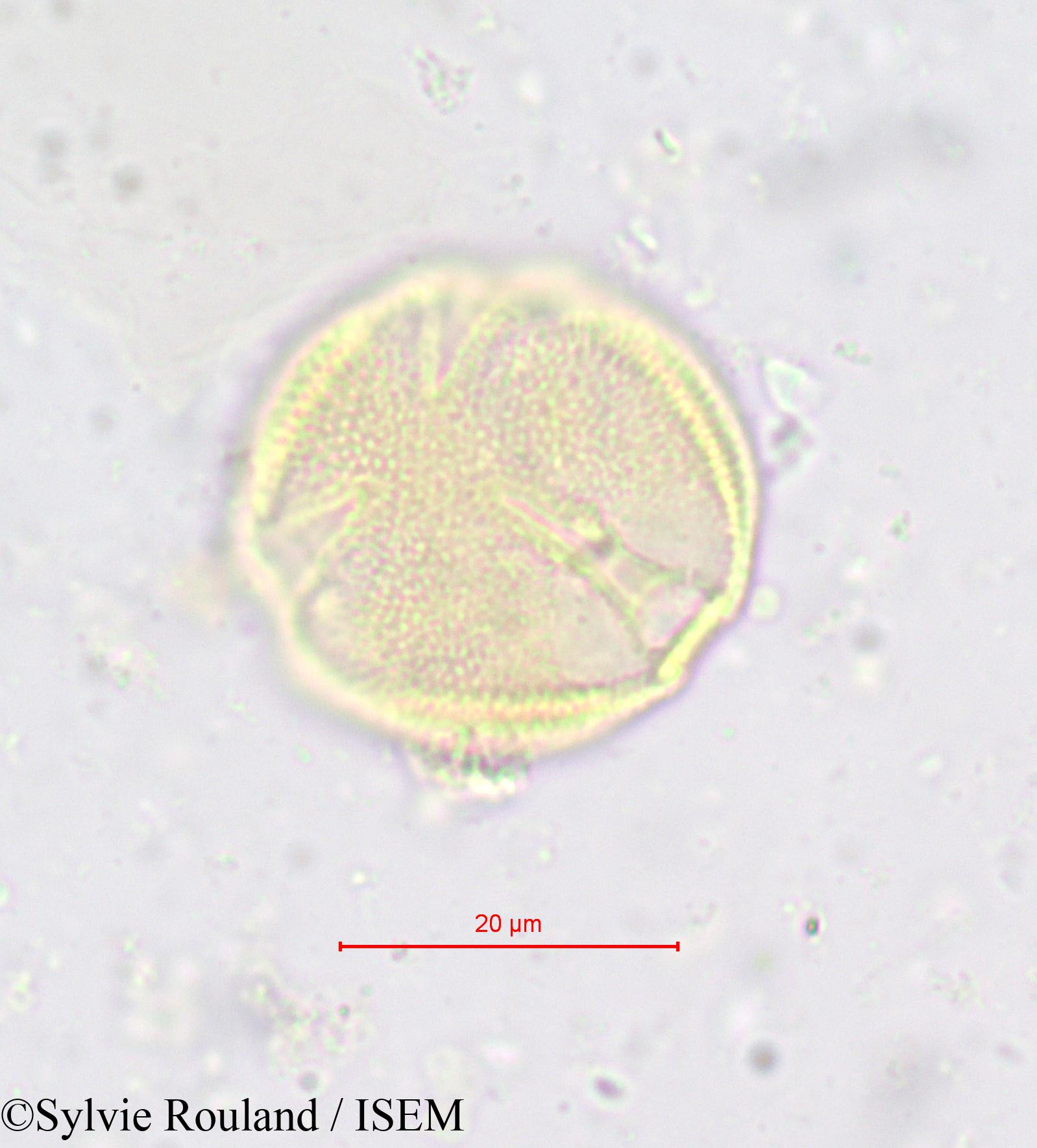 Sylvie.Rouland/Simirestis_tisserantii_618/Simirestis_tisserantii_618_0002(copy).jpg