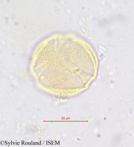 Simirestis tisserantii - lame n° 618