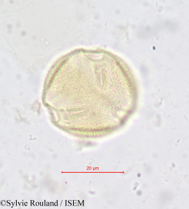 Simirestis tisserantii - lame n° 618