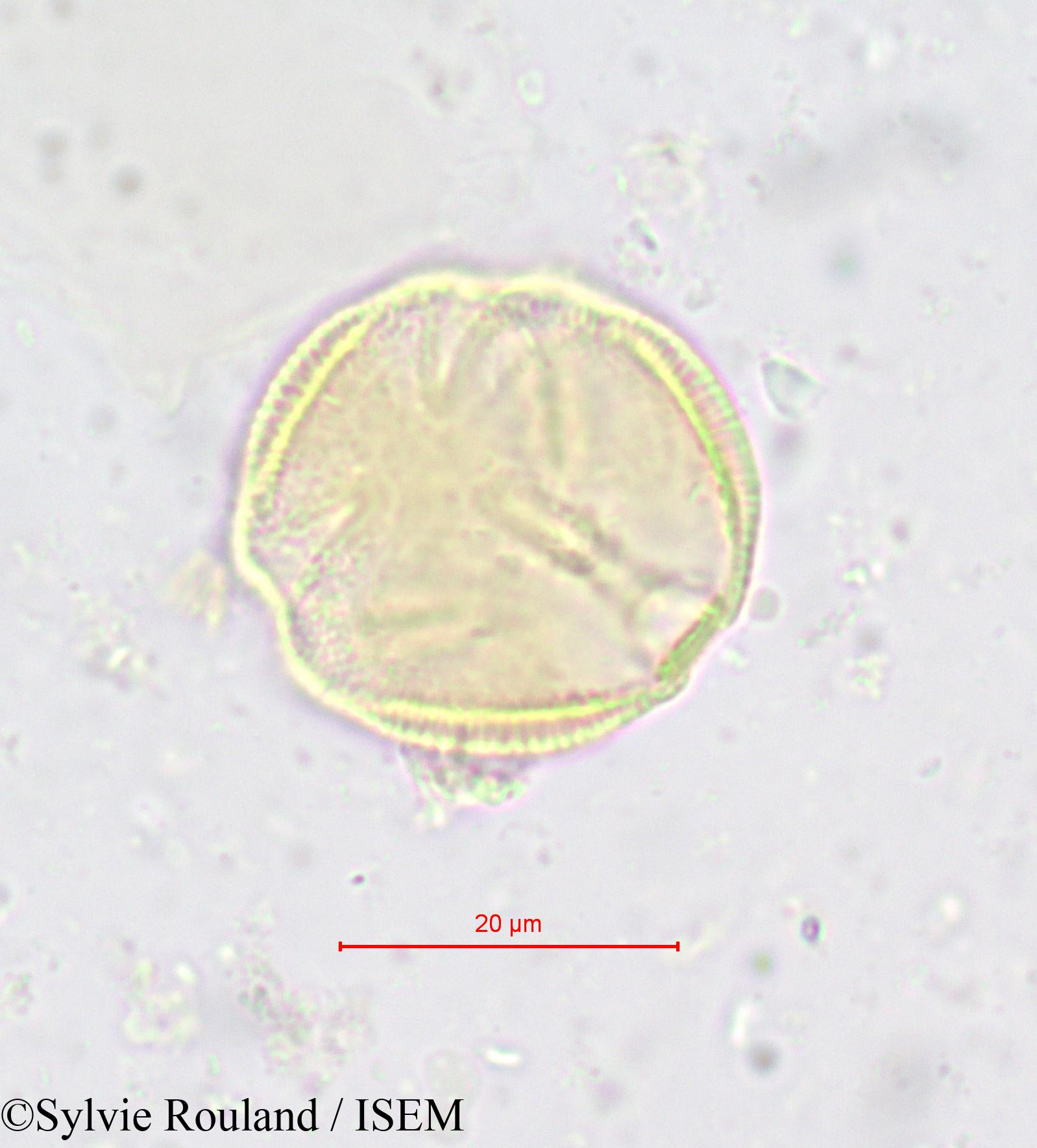 Sylvie.Rouland/Simirestis_tisserantii_618/Simirestis_tisserantii_618_0004(copy).jpg