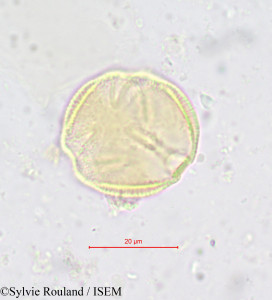 Simirestis tisserantii - lame n° 618