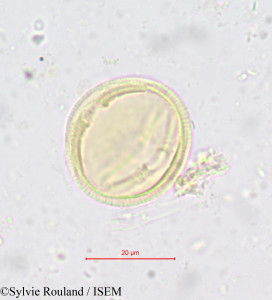 Simirestis tisserantii - lame n° 618