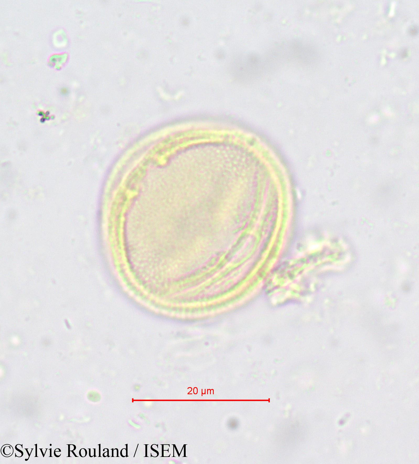 Sylvie.Rouland/Simirestis_tisserantii_618/Simirestis_tisserantii_618_0006(copy).jpg