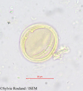 Simirestis tisserantii - lame n° 618