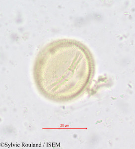 Simirestis tisserantii - lame n° 618