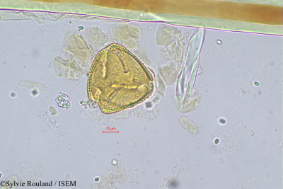 Sylvie.Rouland/Sindora_echinocalyx_239/Sindora_echinocalyx_239_0001(copy)_thumb.jpg
