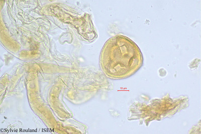 Sindora klaineana - lame n° 242