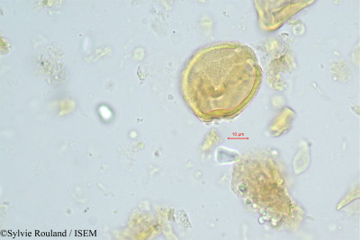 Sindora klaineana - lame n° 242