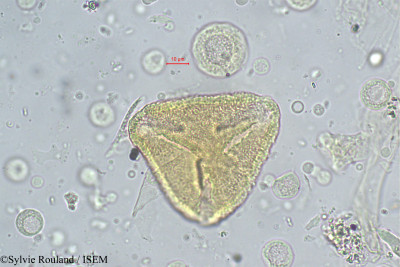 Sylvie.Rouland/Sindora_maritima_271/Sindora_maritima_271_0001(copy)_thumb.jpg