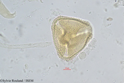 Sylvie.Rouland/Sindora_tonkinensis_272/Sindora_tonkinensis_272_0001(copy)_thumb.jpg