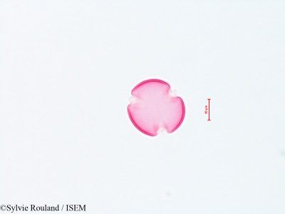 Sylvie.Rouland/Siphocampylus_verticillatus_4301/Siphocampylus_verticillatus_4301_0001(copy)_thumb.jpg