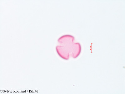 Siphocampylus verticillatus - lame n° 4301