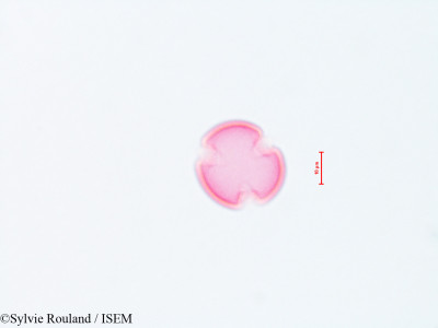 Siphocampylus verticillatus - lame n° 4301