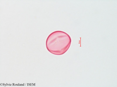 Siphocampylus verticillatus - lame n° 4301