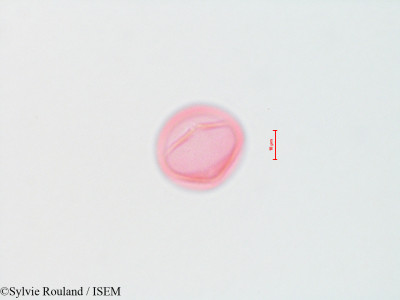 Siphocampylus verticillatus - lame n° 4301