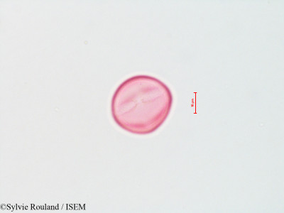 Siphocampylus verticillatus - lame n° 4301