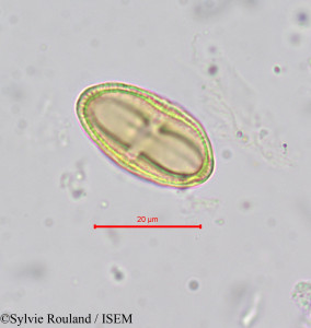 Sylvie.Rouland/Sium_lancifolium_663/Sium_lancifolium_663_0001(copy)_thumb.jpg