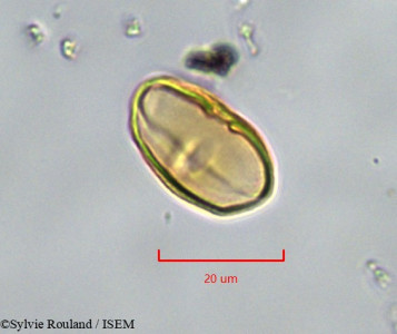 Sylvie.Rouland/Sium_latifolium_776/Sium_latifolium_776_0001(copy)_thumb.jpg