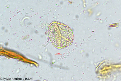 Sylvie.Rouland/Smilax_wightii_5006/Smilax_wightii_5006_0001(copy)_thumb.jpg
