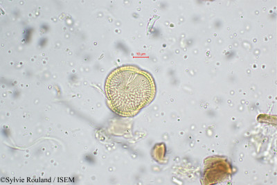 Smithia setulosa - lame n° 5238