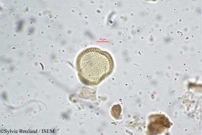Smithia setulosa - lame n° 5238
