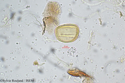 Smithia setulosa - lame n° 5238