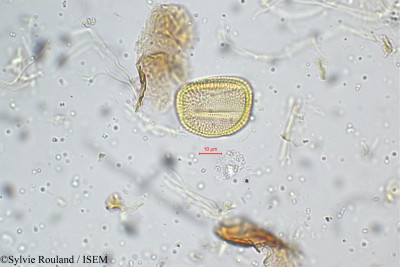 Smithia setulosa - lame n° 5238