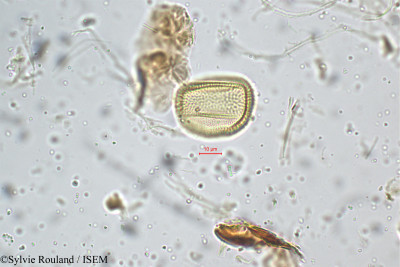 Smithia setulosa - lame n° 5238