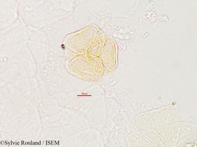 Sylvie.Rouland/Smithia_strigosa_2793/Smithia_strigosa_2793_0001(copy)_thumb.jpg