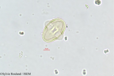 Sylvie.Rouland/Smyrnium_olusatrum_413/Smyrnium_olusatrum_413_0001(copy)_thumb.jpg