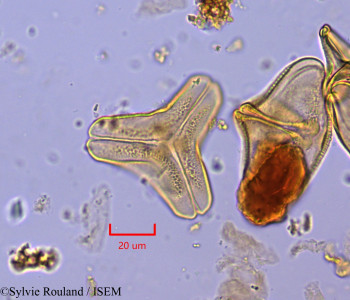 Sylvie.Rouland/Socratina_bemarivensis_1758/Socratina_bemarivensis_1758_0001(copy)_thumb.jpg