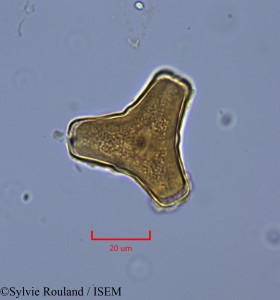 Sylvie.Rouland/Socratina_fiherenanensis_2176/Socratina_fiherenanensis_2176_0001(copy)_thumb.jpg