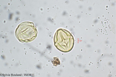 Solanum - lame n° 5232