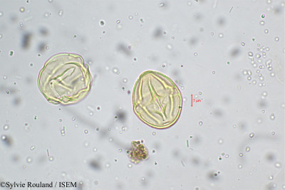 Solanum - lame n° 5232