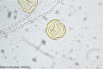 Solanum - lame n° 5232