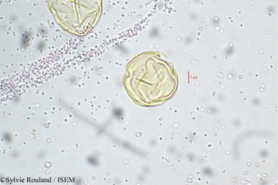 Solanum - lame n° 5232