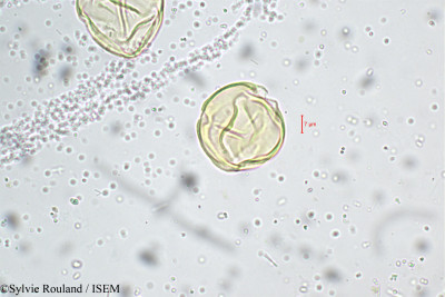 Solanum - lame n° 5232