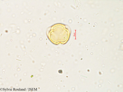 Solanum - lame n° 4041