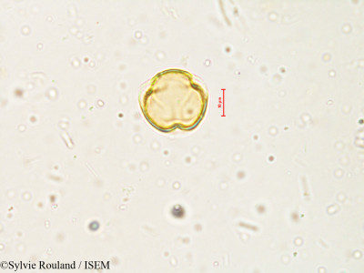 Solanum - lame n° 4041