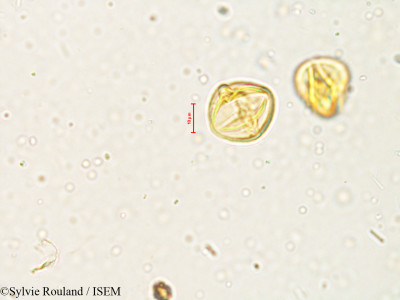 Solanum - lame n° 4041