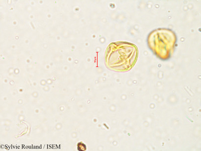 Solanum - lame n° 4041