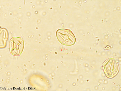 Sylvie.Rouland/Solanum_nigrum_4050/Solanum_nigrum_4050_0001(copy)_thumb.jpg