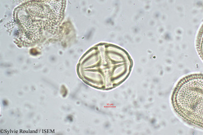 Solanum - lame n° 5707