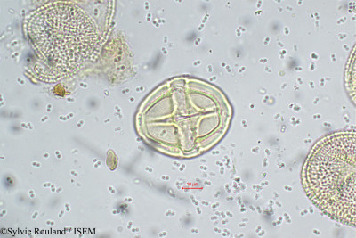 Solanum - lame n° 5707