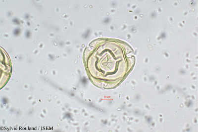 Solanum - lame n° 5707