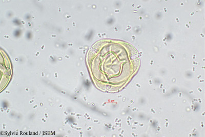 Solanum - lame n° 5707